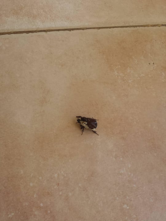 Tote Insekten  Hotel Paradis Palace