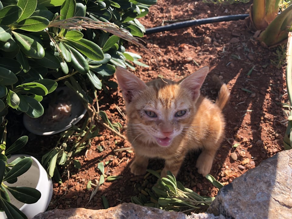 Gartenanlage Atlantica Mikri Poli Crete