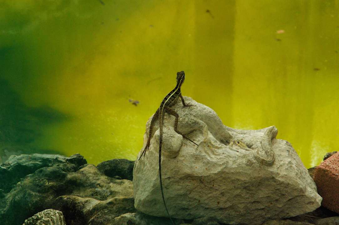 Bei den Krokos im Käfig Grand Palladium Kantenah Resort & Spa