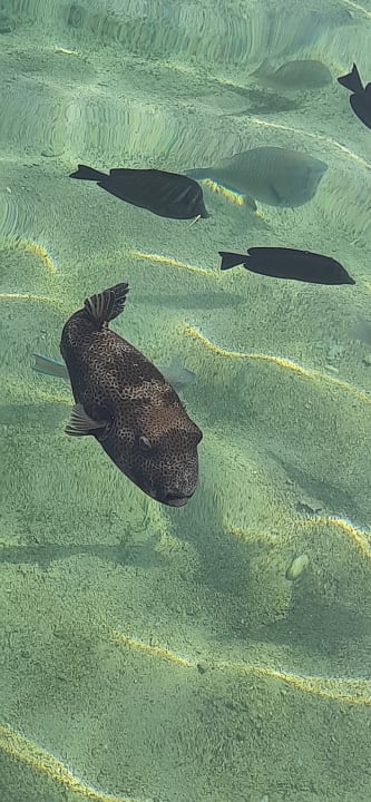 Außenansicht Pickalbatros Dana Beach Resort - Hurghada