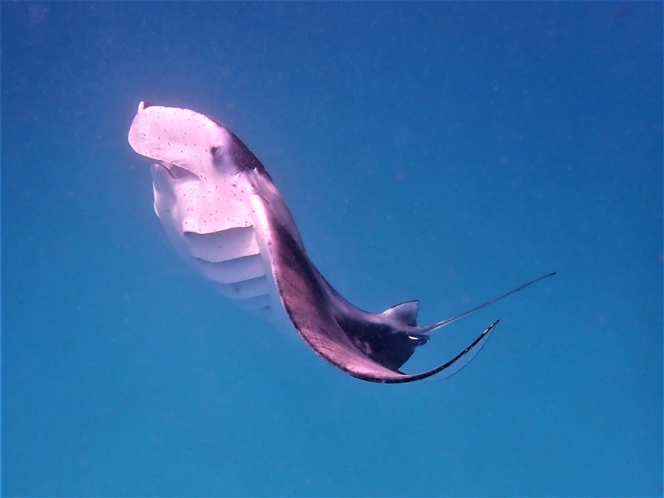 Sport & Freizeit NH Collection Maldives Reethi Resort