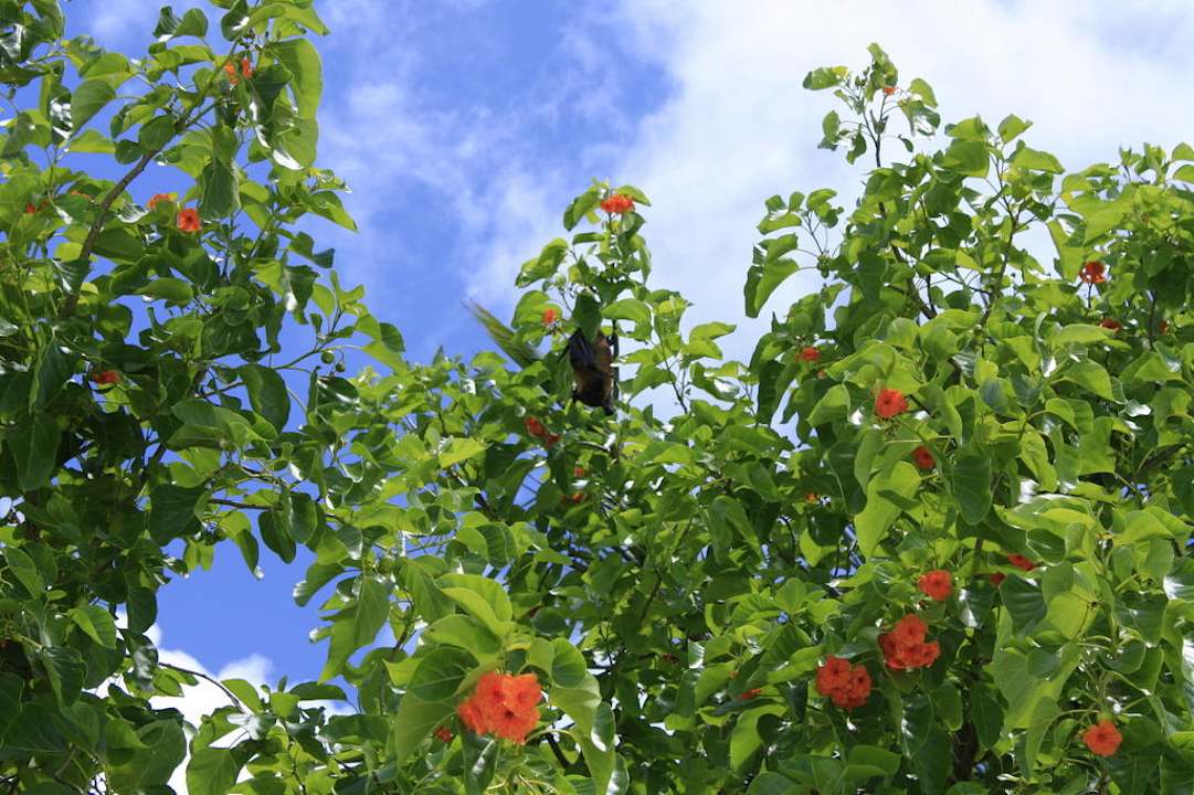 Flughund im Baum Kuramathi Maldives