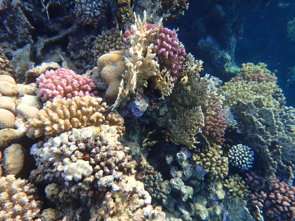 Strand Steigenberger Coraya Beach - Adults only