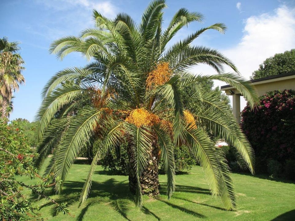 Selbsterklärend Falkensteiner Club Funimation Garden Calabria