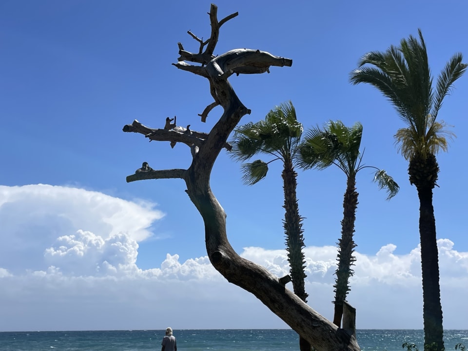 Ausblick TUI MAGIC LIFE Beldibi +16