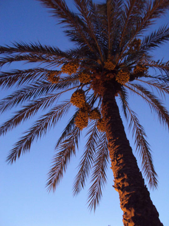 Hotel Hotel Marhaba Club