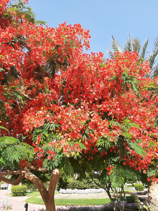 Sonstiges Desert Rose