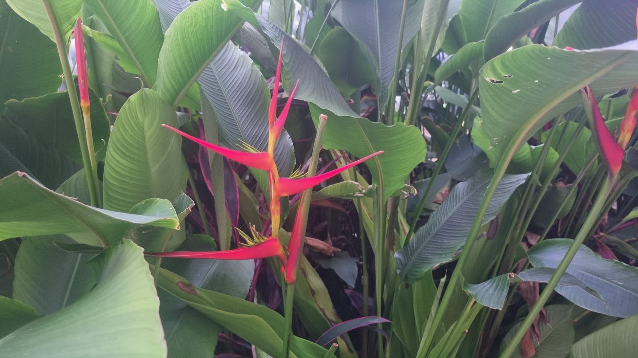 Gartenanlage Hotel Riu Jambo