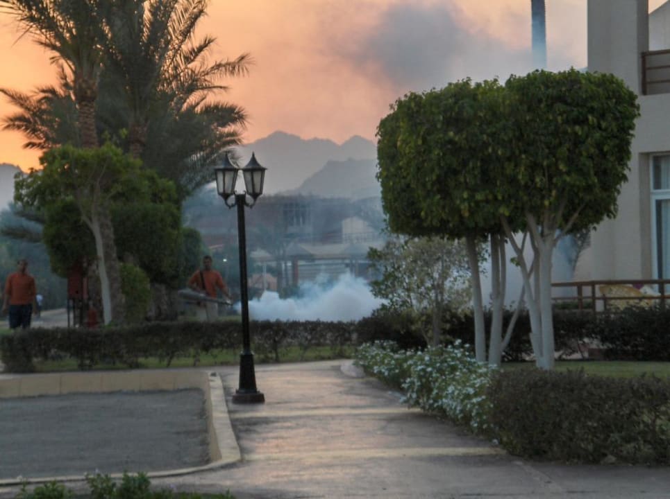 "Ausräuchern" des Ungeziefers Pickalbatros Royal Moderna Resort-Sharm El Sheikh