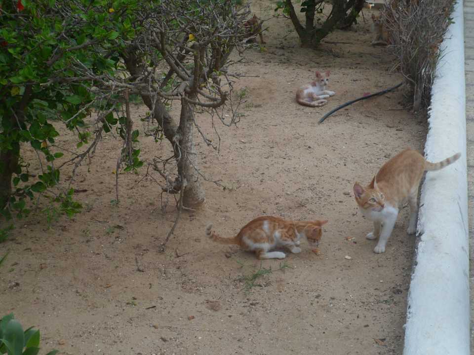 Hungrige Katzen Movie Gate Miramar