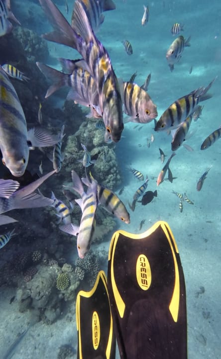 Strand Malikia Resort Abu Dabbab