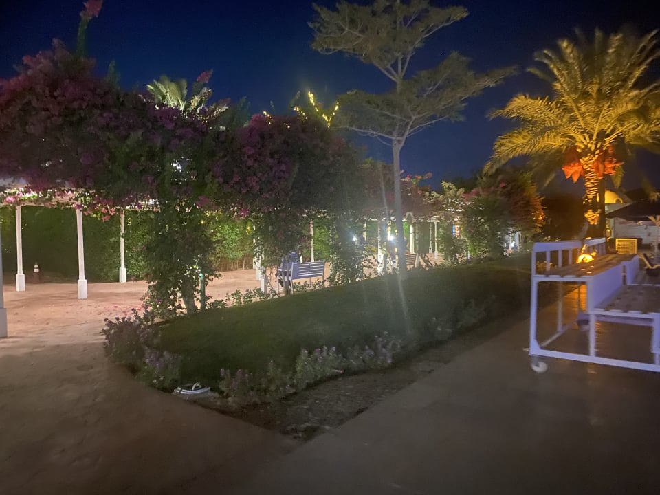 Gartenanlage Desert Rose