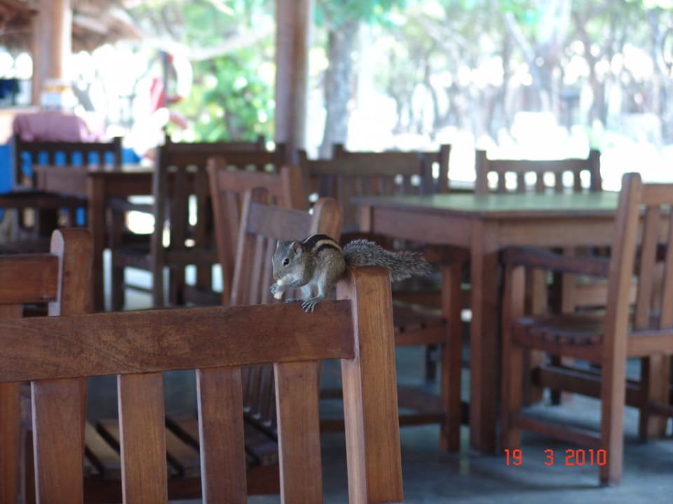 Die Streifenhörnchen Nilaveli Beach Hotel