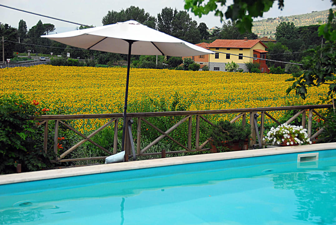 Girasoli piscina  B&B Il Sole Del Sodo