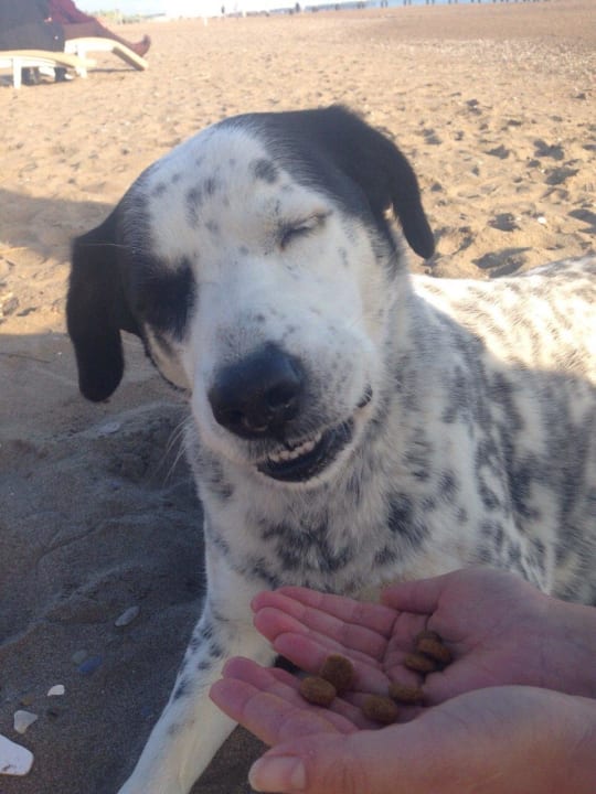 Beach hund Limak Lara Deluxe Hotel & Resort