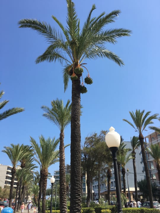 Gartenanlage Ibiscus Hotel Rhodos