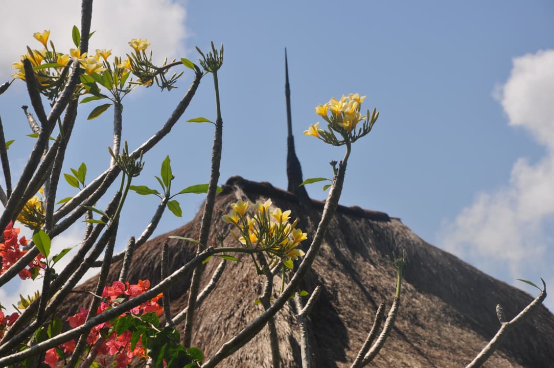 Blüten The Payogan Villa Resort & Spa