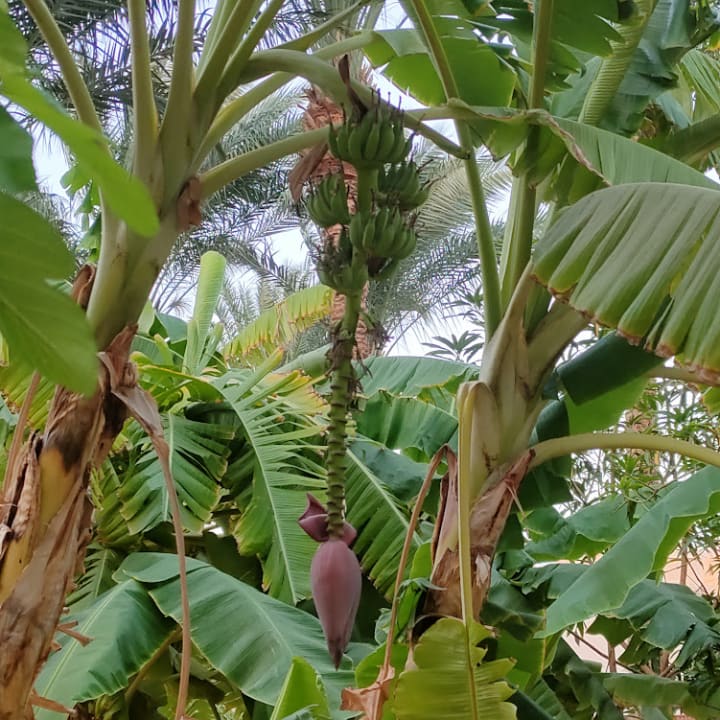 Gartenanlage Makadi Spa - Adults only