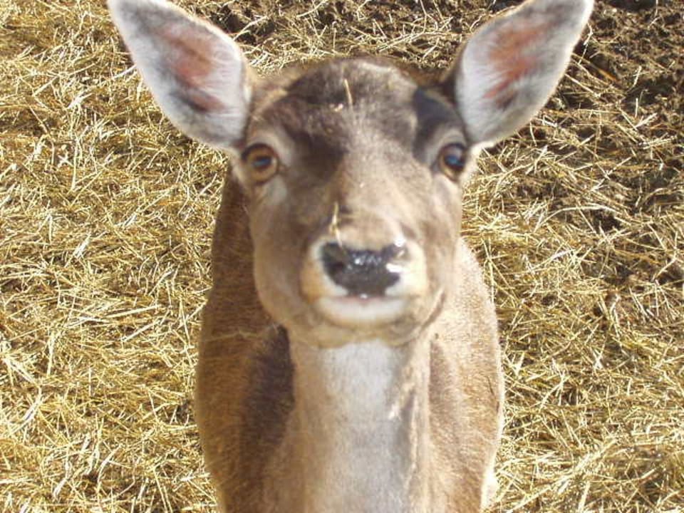 Damwild Landgasthof Postwirt