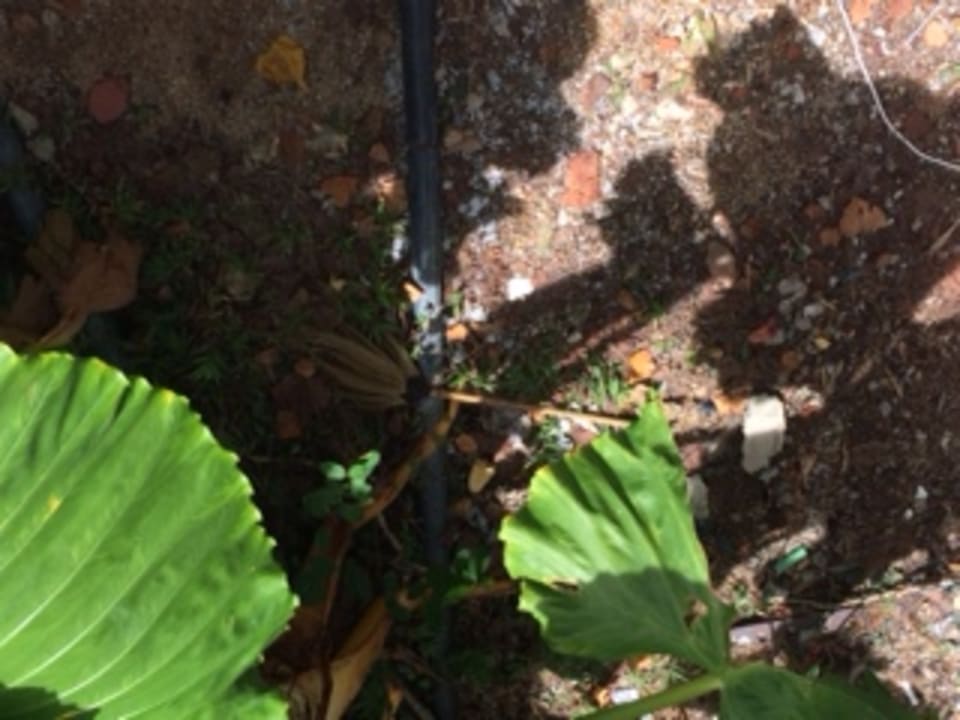 Gartenanlage Pullman Phuket Arcadia Naithon Beach