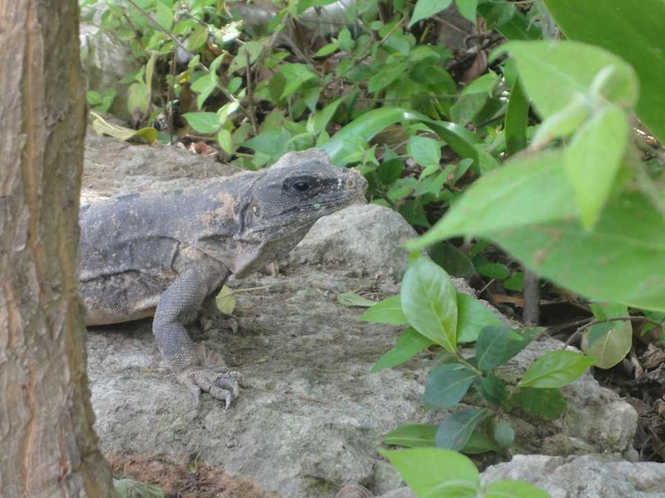 Hotel Grand Palladium White Sand Resort & Spa Grand Palladium Select White Sand Resort & Spa