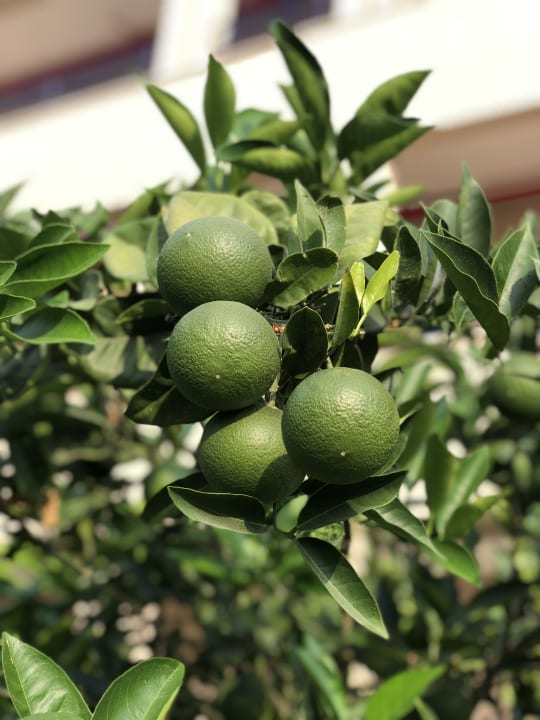 Gartenanlage Labranda Alantur Resort