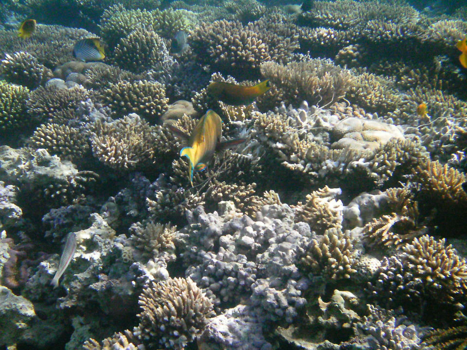 Unterwasserwelt Cleopatra Luxury Resort Makadi Bay