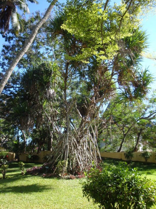 Ein sehr alter Baum in der Anlage Neptune Village Beach Resort & Spa