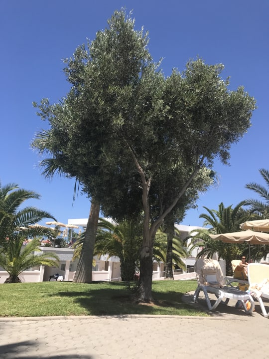 Gartenanlage Hotel Riu Gran Canaria