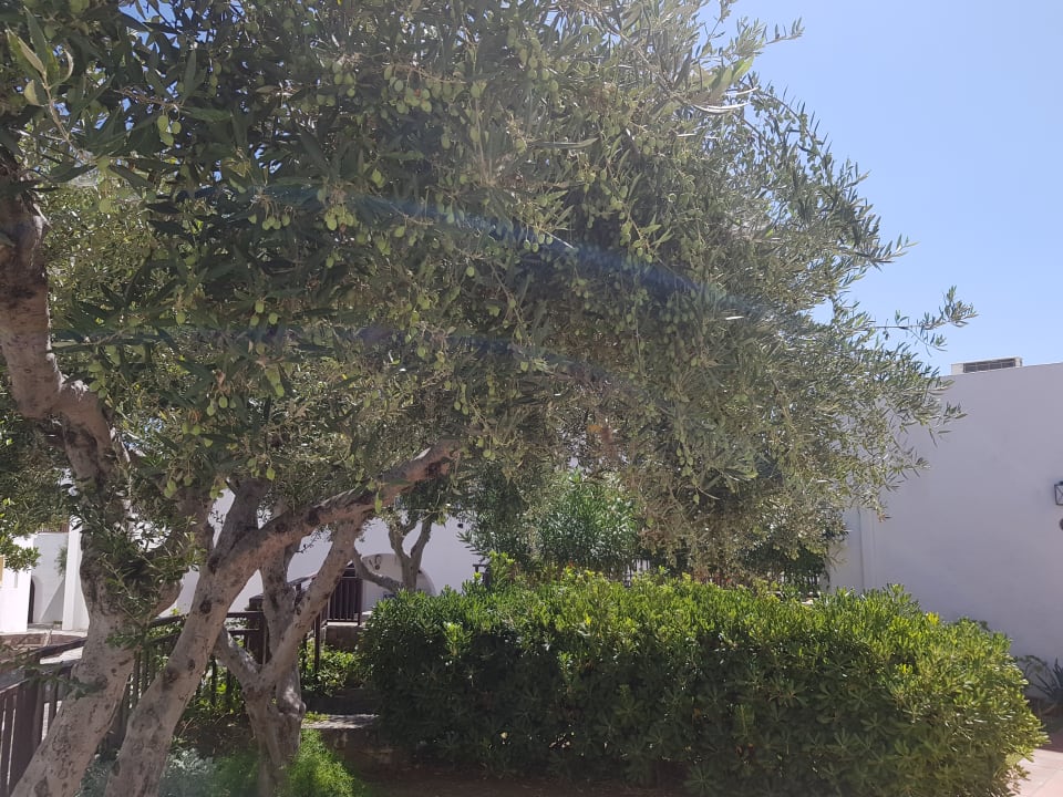 Gartenanlage Creta Maris Resort