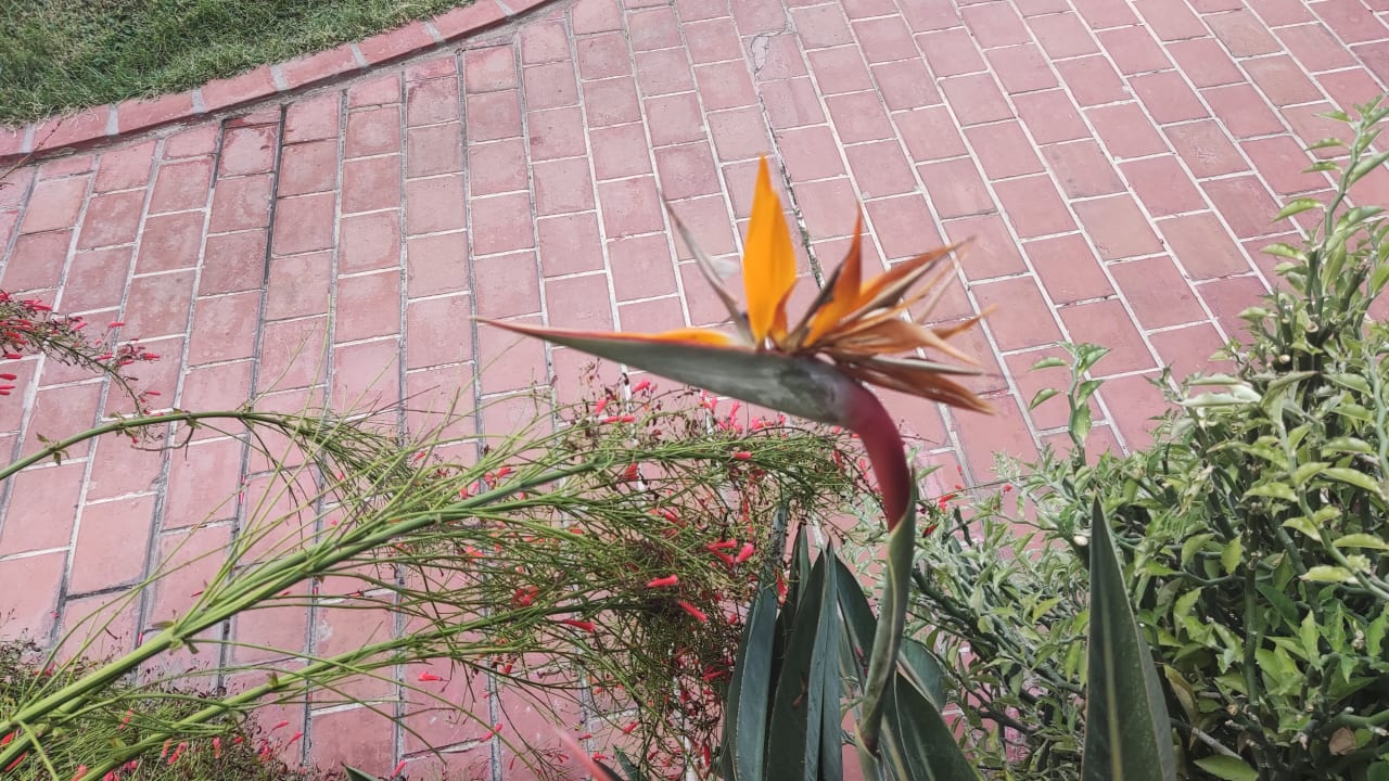 Gartenanlage Hotel Gardenia Beach