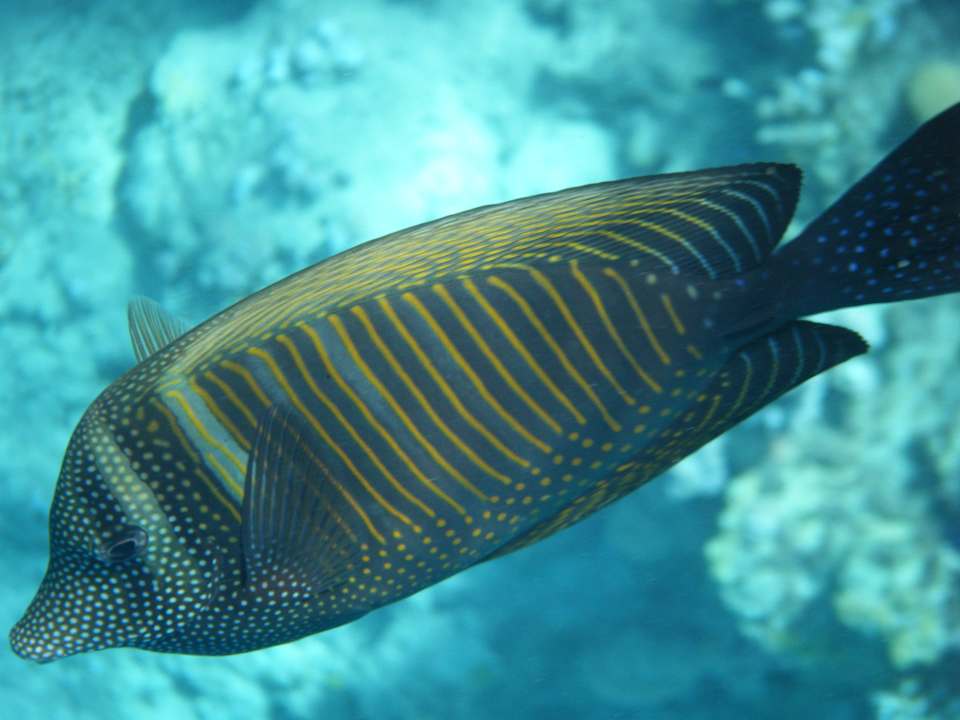 Unterwasserwelt Sharm Plaza