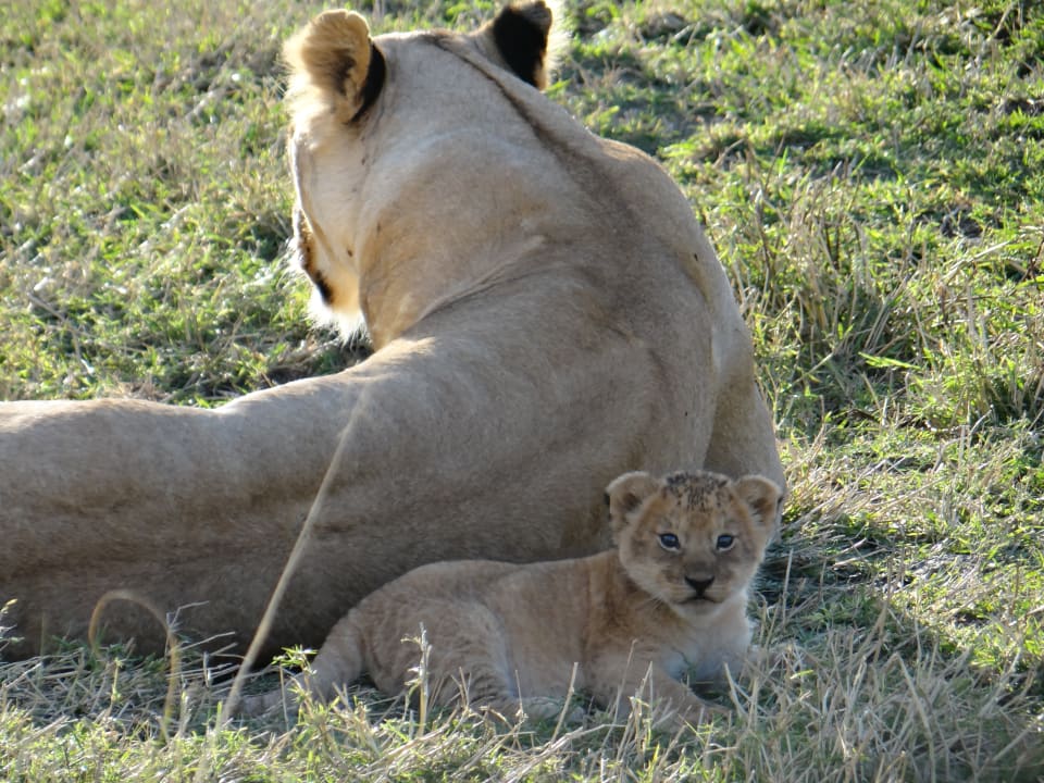 Sonstiges Aruba-Mara Camp
