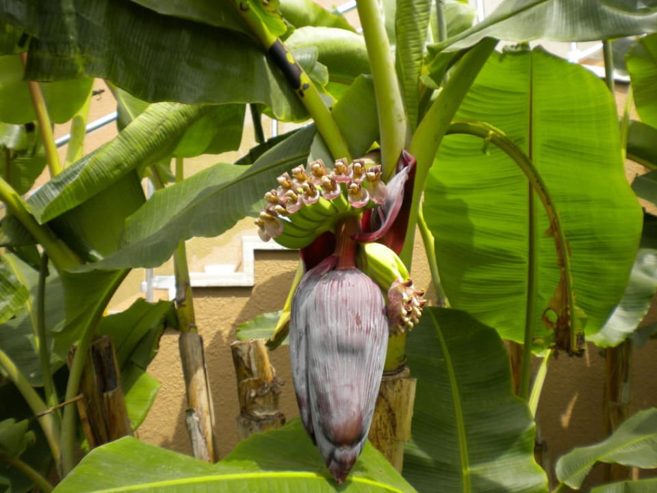 Bananen im Park Voyage Belek Golf & Spa