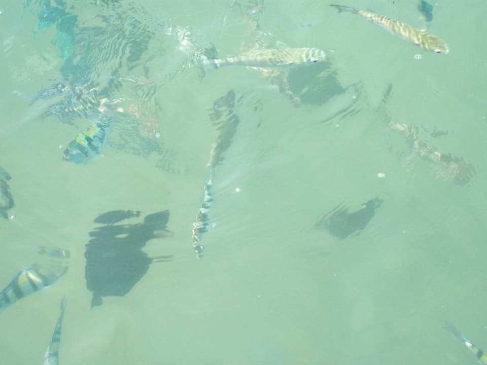 Fische in der Lagune Pickalbatros Dana Beach Resort - Hurghada