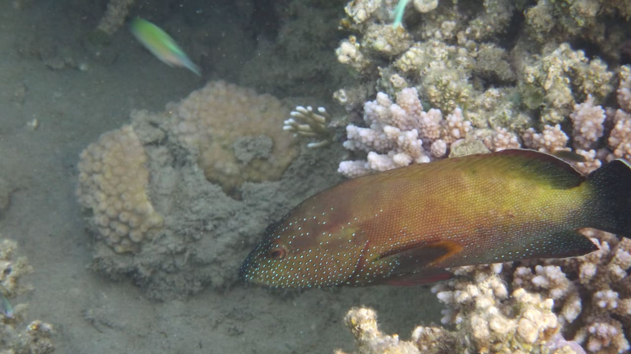 Hotel Lahami Bay Rotmeer Zackenbarsch Lahami Bay Beach Resort