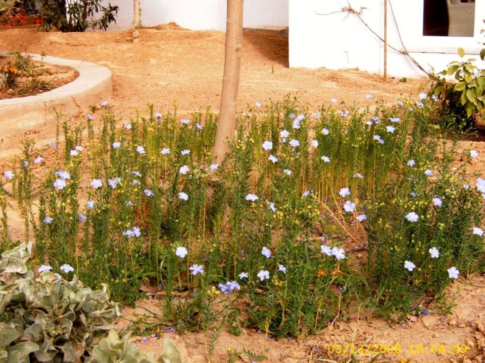 Blüten im Garten Hotel Sangho Club Zarzis