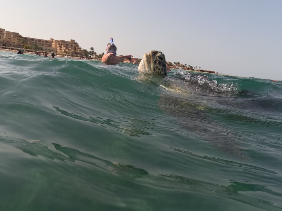 Strand Shams Prestige Abu Soma-Adults Only