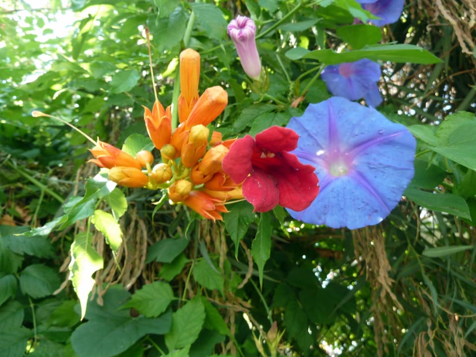 Am weg zum Strand Merve Sun Hotel & Spa