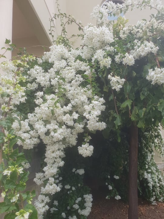 Gartenanlage Hotel Kalithea Horizon Royal