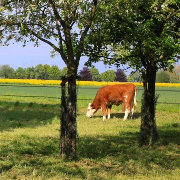 Wiese vor dem Gästehaus Gästehaus Ermen