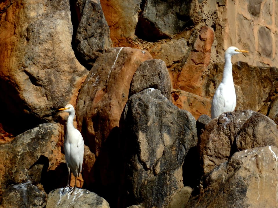 Kuhreiher Shams Alam Beach Resort