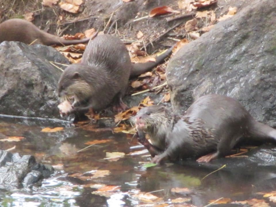 Sonstiges Center Parcs De Kempervennen