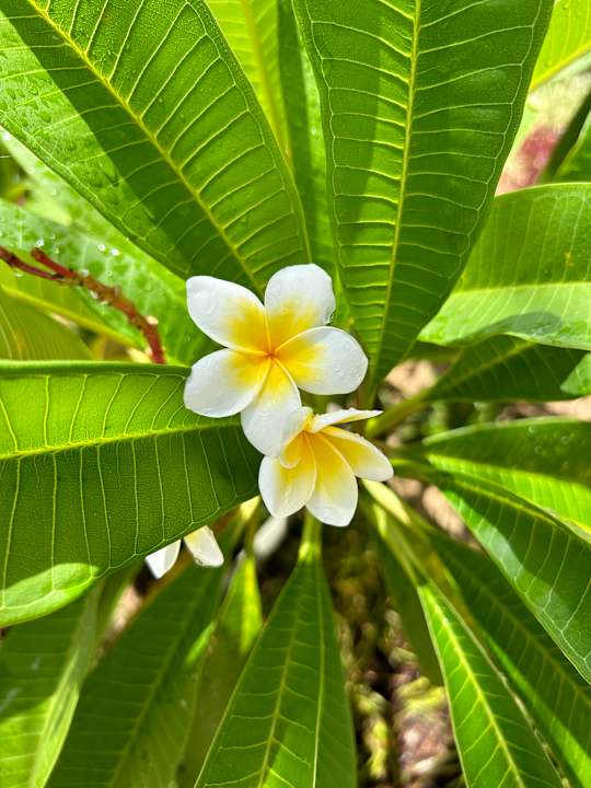 Gartenanlage Le Meridien Ile Maurice