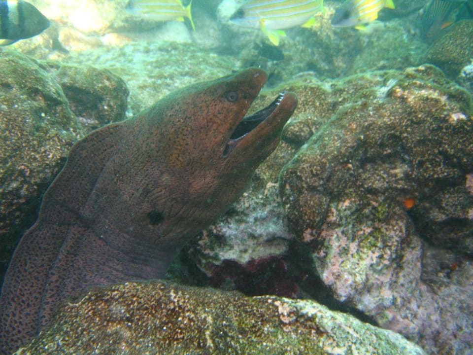 Muräne am Steg Summer Island Maldives