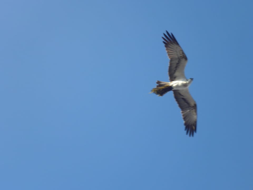 Fischadler  Mövenpick Resort El Quseir