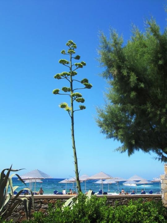 Ausblick zu Strand Calimera Sirens Beach