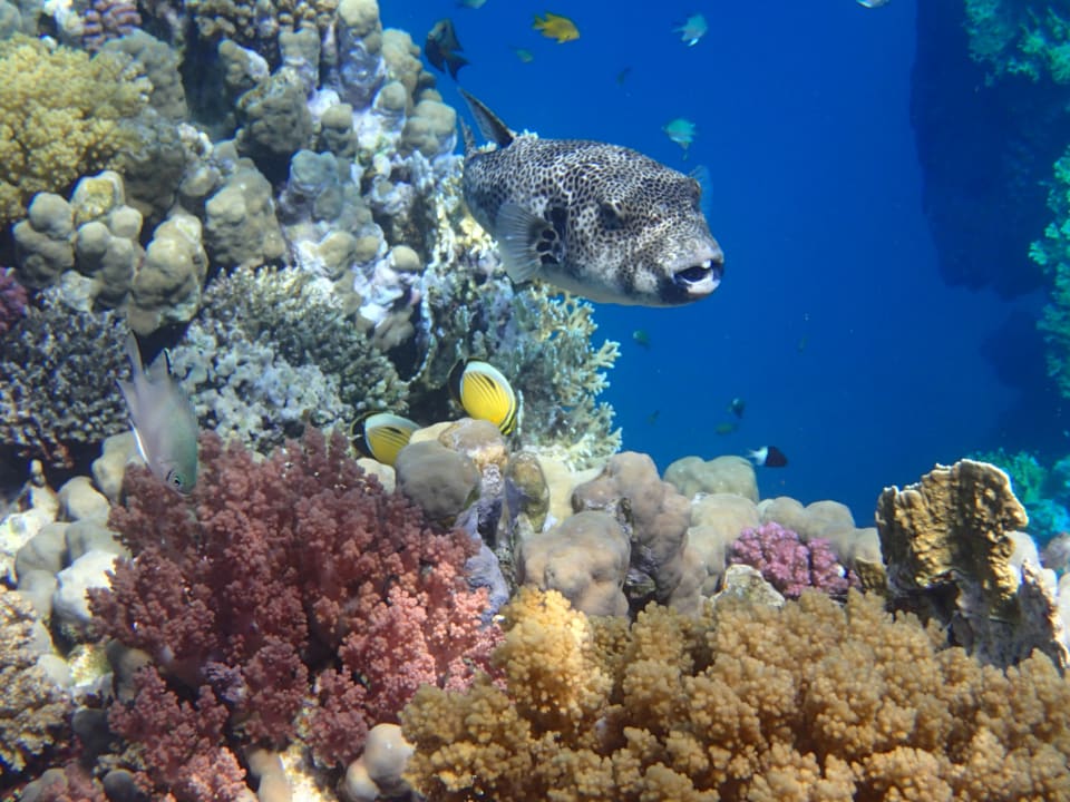 Strand Hotel Gorgonia Beach Resort