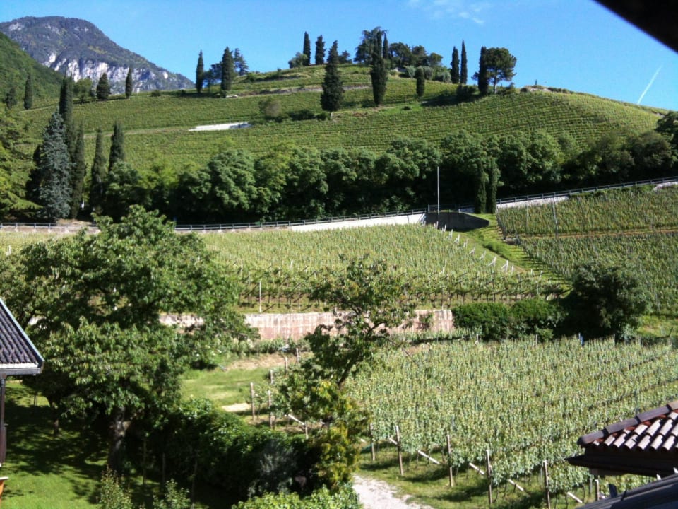 Ausblick auf die Weinberge hinterm Haus Ferienwohnungen Ansitz Überbacherhof