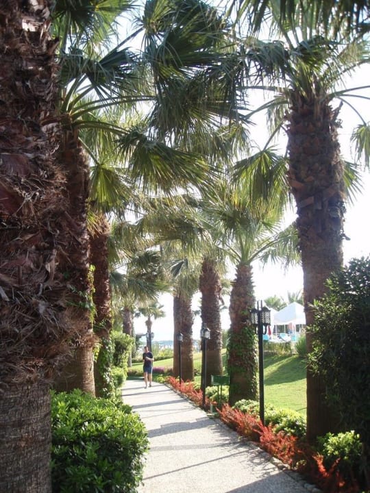 Palmenallee zum Strand Paloma Oceana